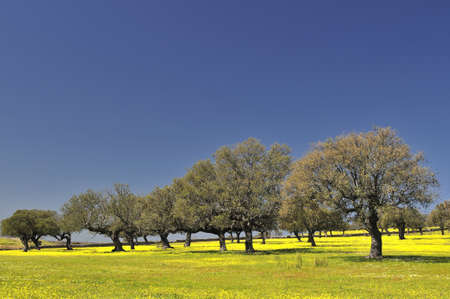 Pastures.の写真素材