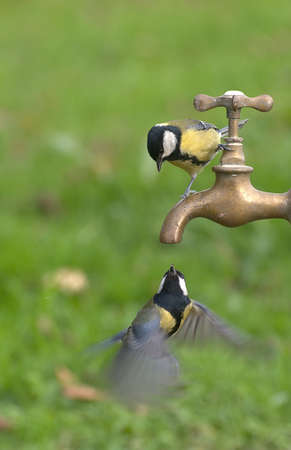 great tits drinking from a faucet.の写真素材
