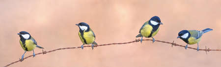 great tits.の写真素材