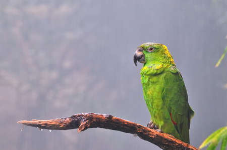 Amazon parrot.の写真素材