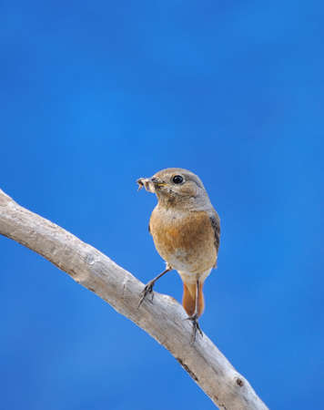 Redstart.