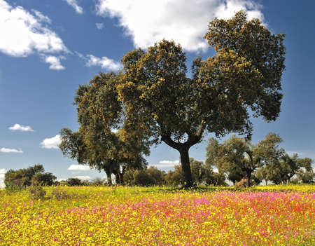 Spring in the pasture.の写真素材