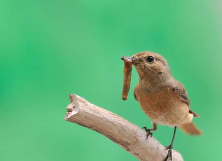 Redstart.の写真素材