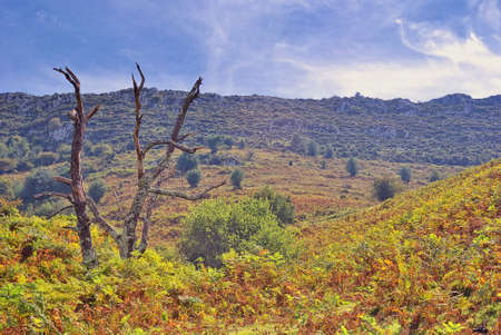 forest.の写真素材