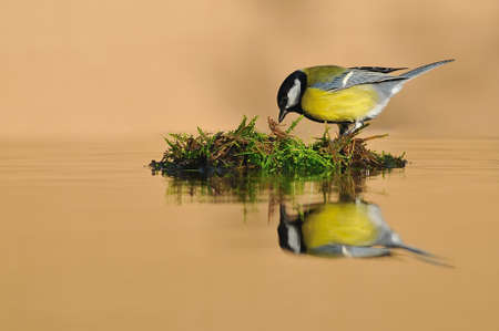 Great tit in drinking water.の写真素材