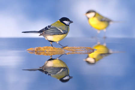 Birds got into the water.の写真素材