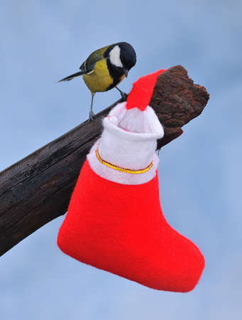 Bird with santa sock.の写真素材