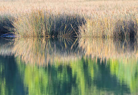Wetland.の写真素材