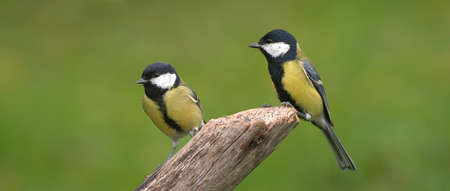 Great tits.