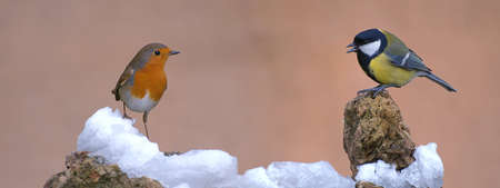 Robin and Great tit.の写真素材