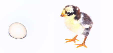 Chicken and egg isolated.の写真素材