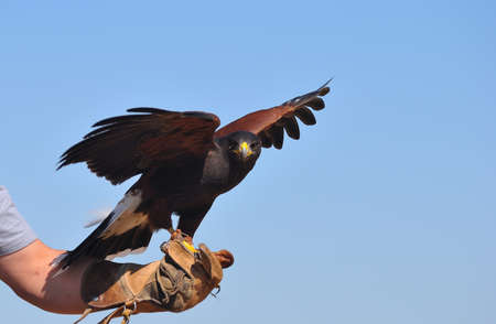 Falconer.