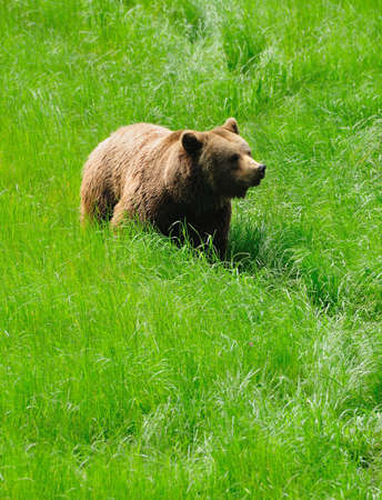 Grizzly bear.の写真素材