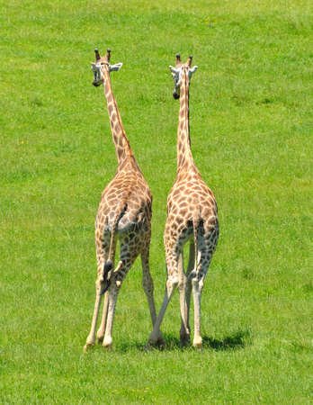 Giraffes.