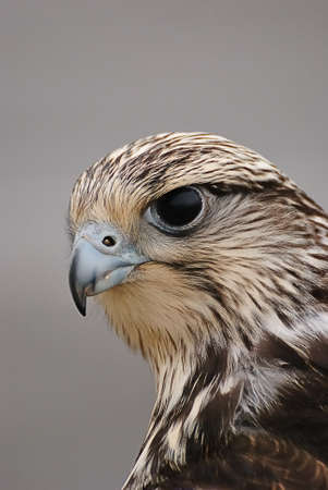 Hawk gerifalte.