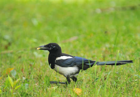 magpie gathering seeds.の写真素材