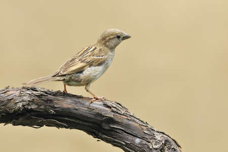 Sparrow perched on a branch.の写真素材