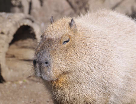 Capybara, hydrochoerus hydrochaeris.