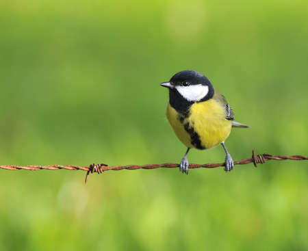 Great tit on a fence of thorny.の写真素材