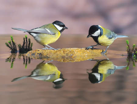 Birds in the water.の写真素材