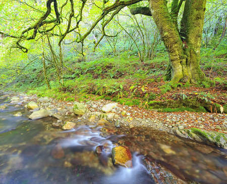Beech near the river.の写真素材