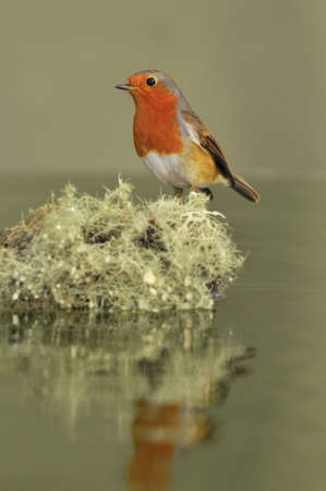 robin  with lichen.の写真素材