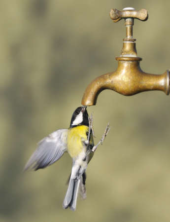 Bird flight drinking from a tapの写真素材
