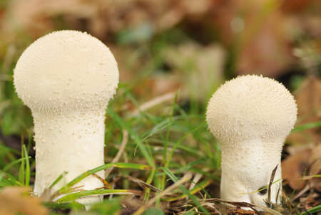Lycoperdon perlatum. 
