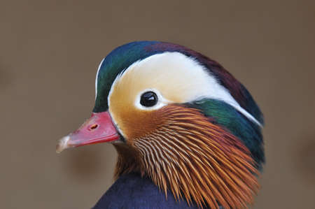 Mandarin duck.の写真素材