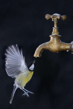 Bird in flight drinking from a tap.の写真素材