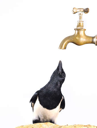 Magpie looking a faucet.の写真素材