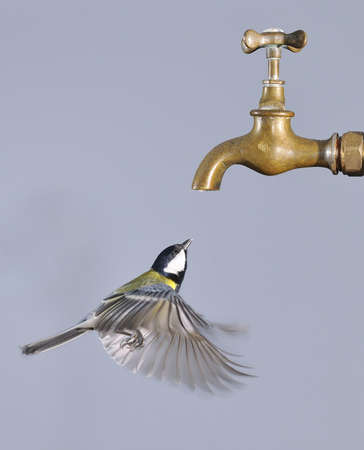 Flying bird to drink from a tap.の写真素材
