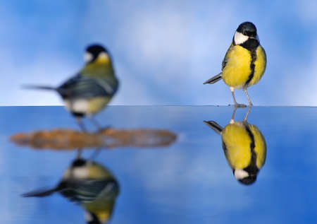 Parus major.の写真素材