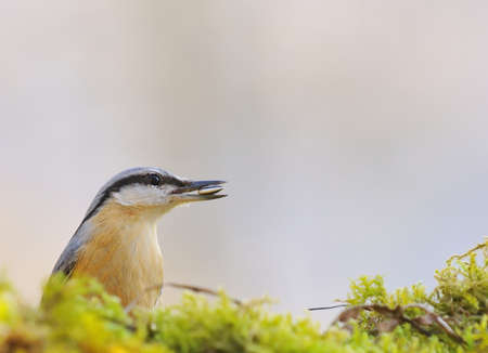 Nuthatch with a pipe in the peak.の写真素材