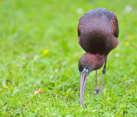 Glossy ibis, Plegadis falcinellus.の写真素材