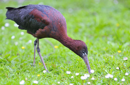 Glossy ibis, Plegadis falcinellus.