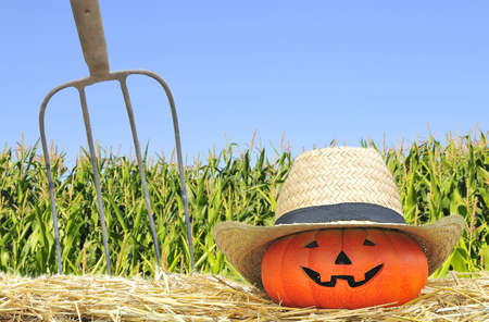 Halloween pumpkin in the farm with field corn の写真素材
