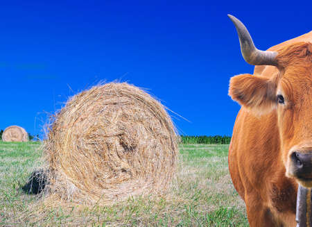  Cow grazing with a grass bales on the field の写真素材