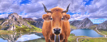 Cow in the lakes of Covadonga in Asturias, Spain 