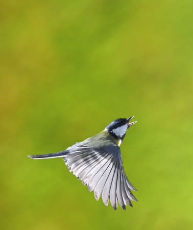 Great tit in flight on a green background の写真素材