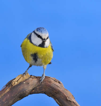 Blue tit,cyanistes caeruleus on a blue background の写真素材