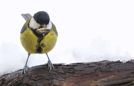 Great tit, Parus major in the snow 