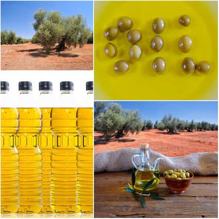 A composition of olive oil,  four photosの写真素材