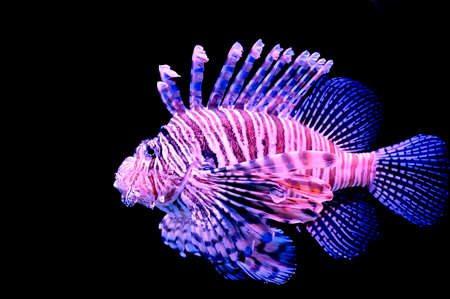 Isolated red lionfish on a black background の写真素材