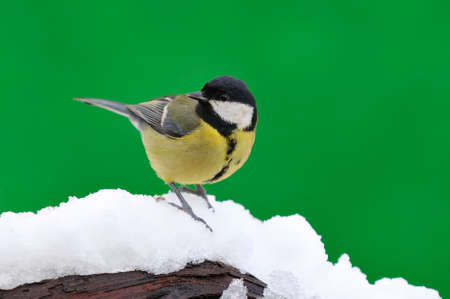 Great tit, Parus major in the snow の写真素材