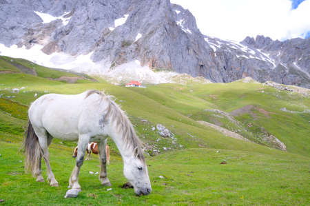 Wild horse in Picos de europa, Spain の写真素材