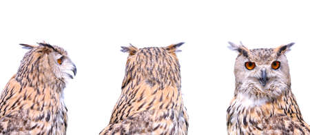 Euroasian eagle owl on a white background.の写真素材