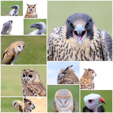 A collage with a different falconry birds.の写真素材