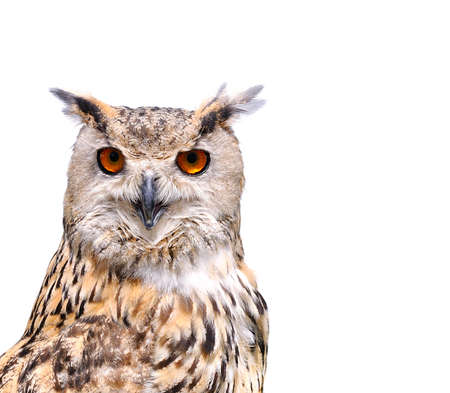 Euroasian eagle owl on a white background の写真素材