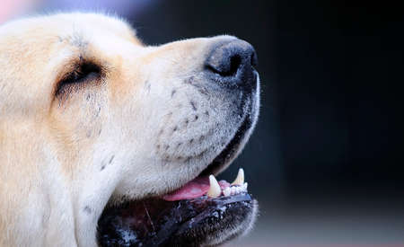 Spanish mastiff ready to compete in championship in Asturias, Spain 